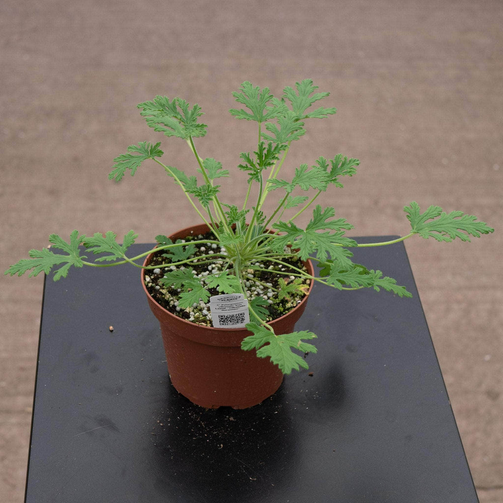 Gabriella Plants All 5" Pelargonium citrosum 'Van Leenii' 'Citronella Geranium'