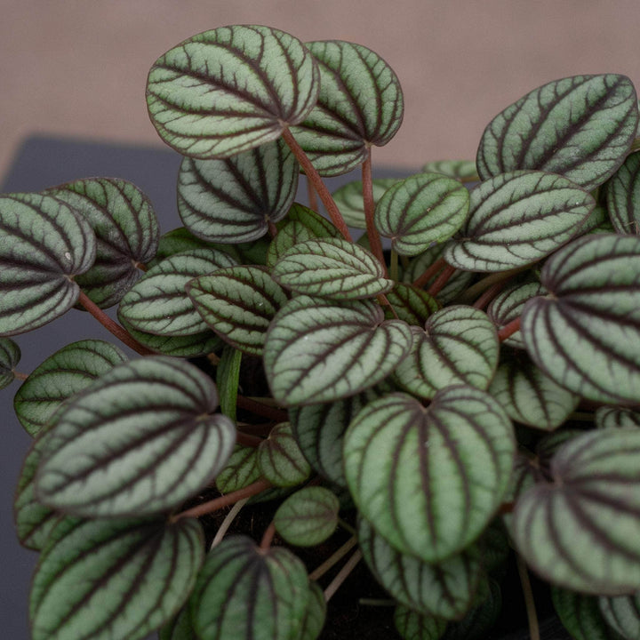 Gabriella Plants Peperomia 4" Peperomia albovittata 'Piccolo Banda'