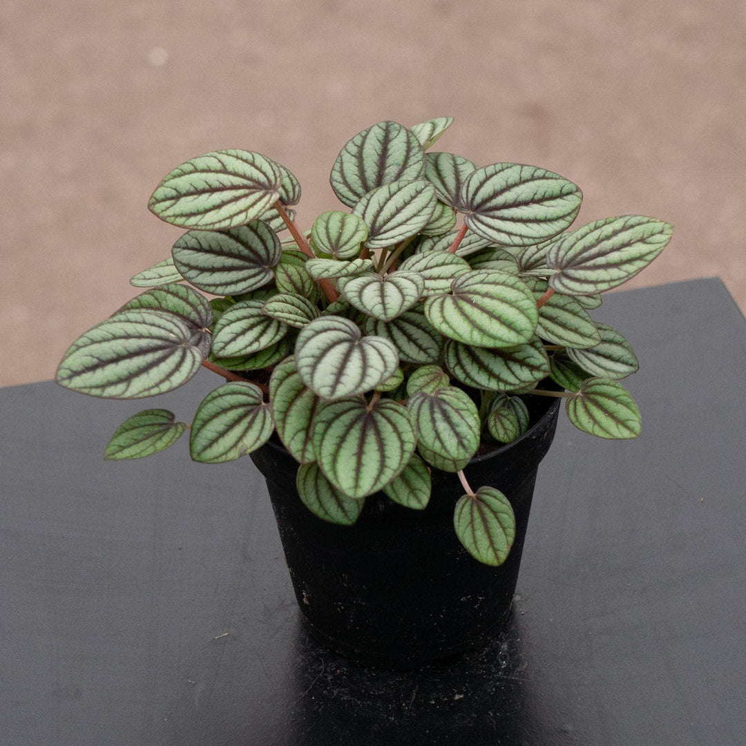 Gabriella Plants Peperomia 4" Peperomia albovittata 'Piccolo Banda'