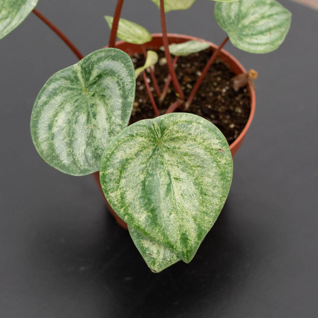 Gabriella Plants Peperomia 4" Peperomia argyreia 'Harmony's Gold Dust'