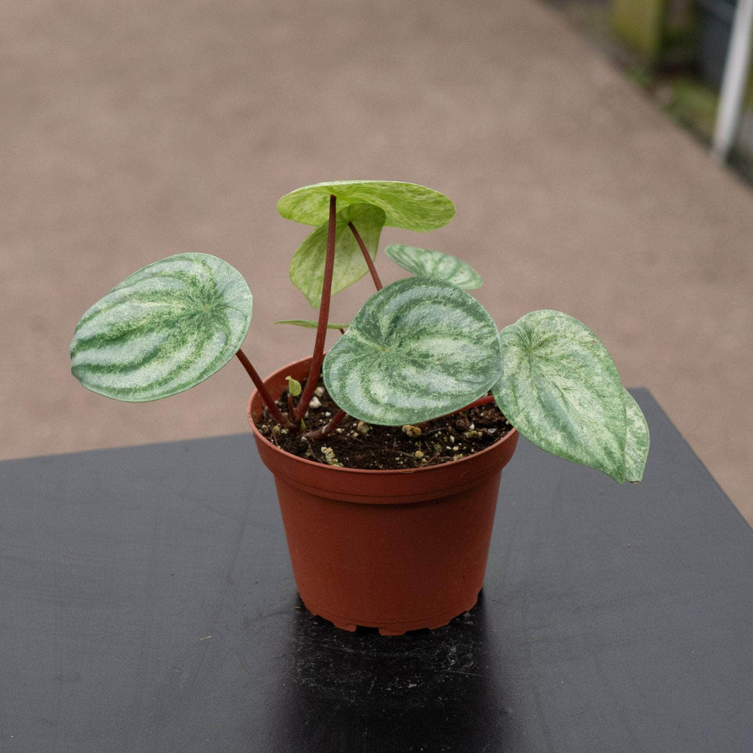 Gabriella Plants Peperomia 4" Peperomia argyreia 'Harmony's Gold Dust'