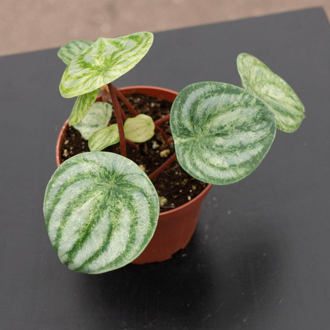 Gabriella Plants Peperomia 4" Peperomia argyreia 'Harmony's Gold Dust'