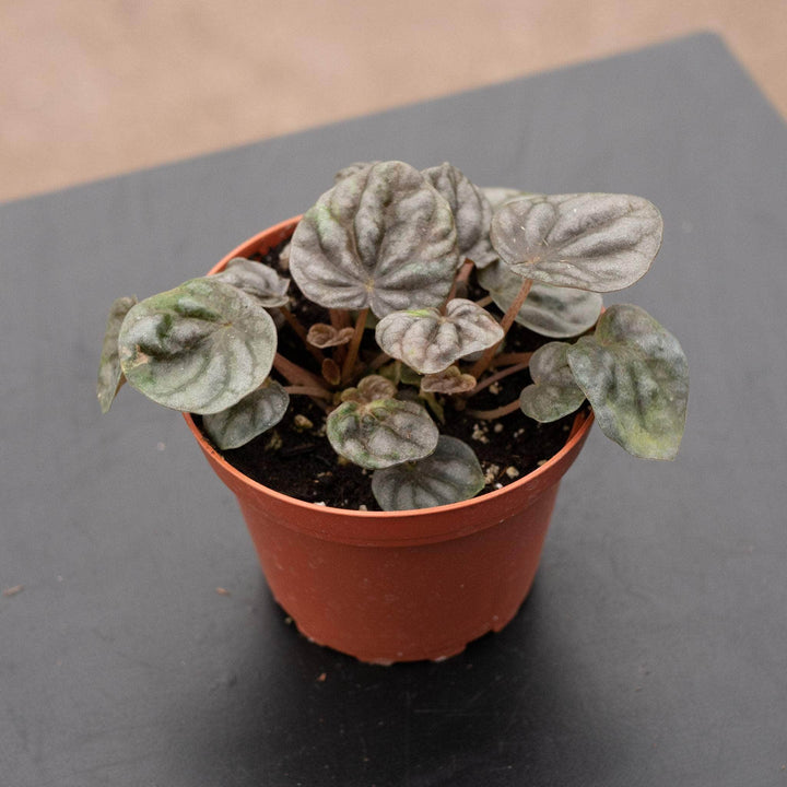 Gabriella Plants Peperomia 4" Peperomia caperata 'Abricos'