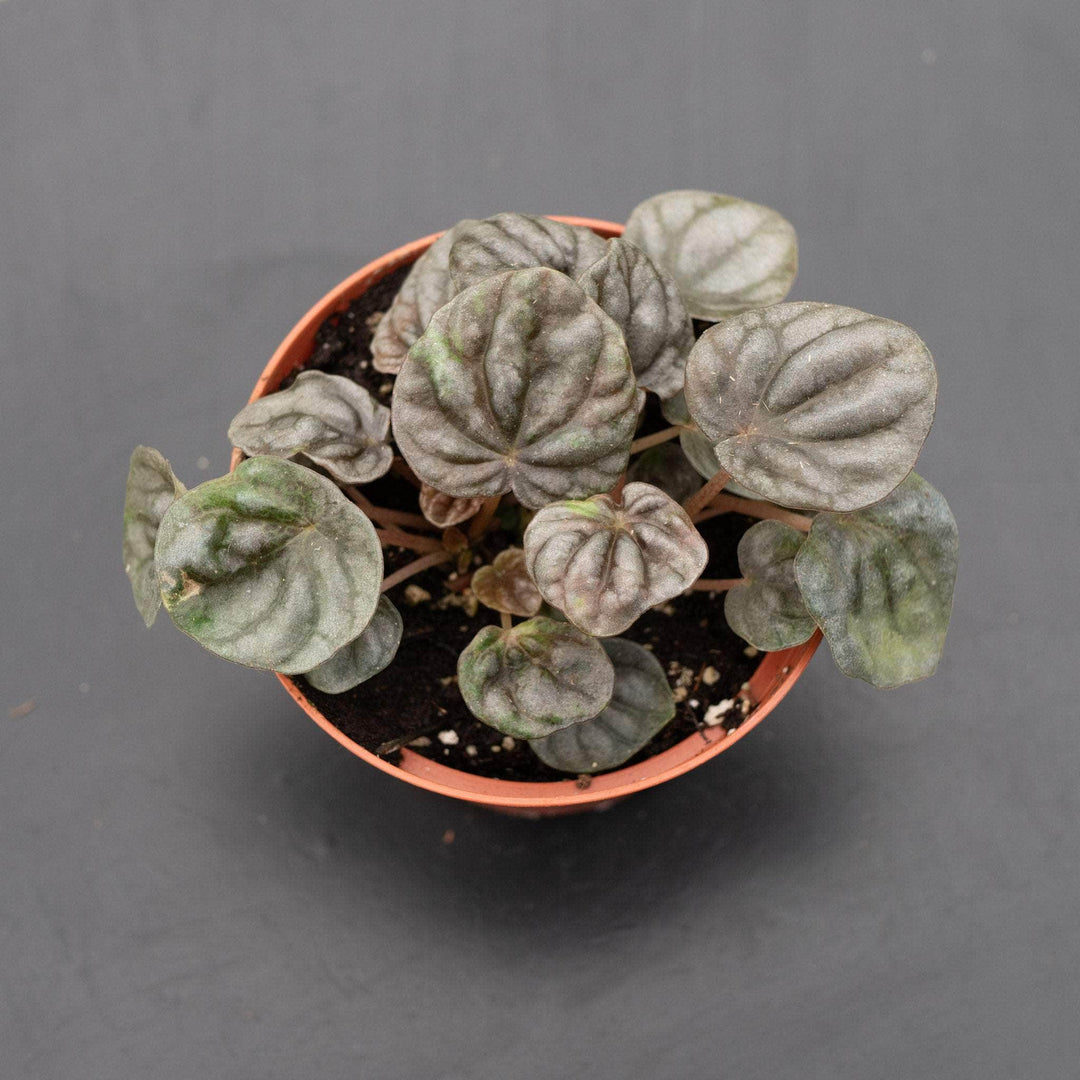 Gabriella Plants Peperomia 4" Peperomia caperata 'Abricos'