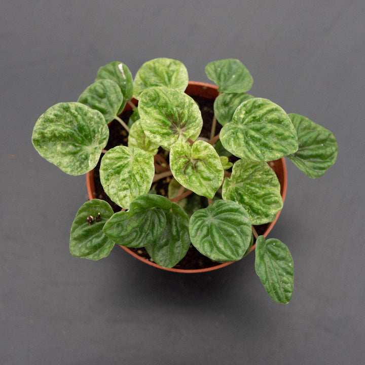 Gabriella Plants Peperomia 4" Peperomia caperata 'Freckles'