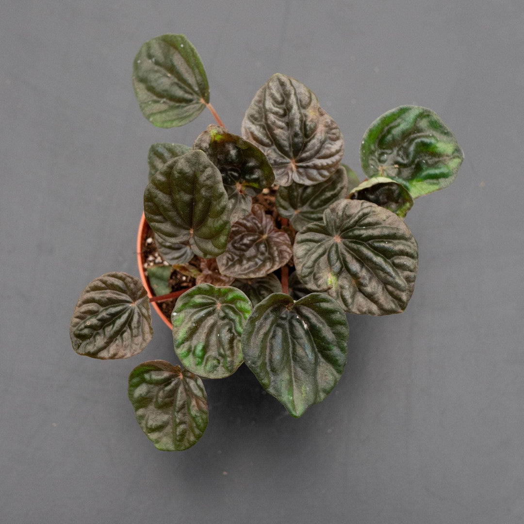 Gabriella Plants Peperomia 4" Peperomia 'Chocolate'