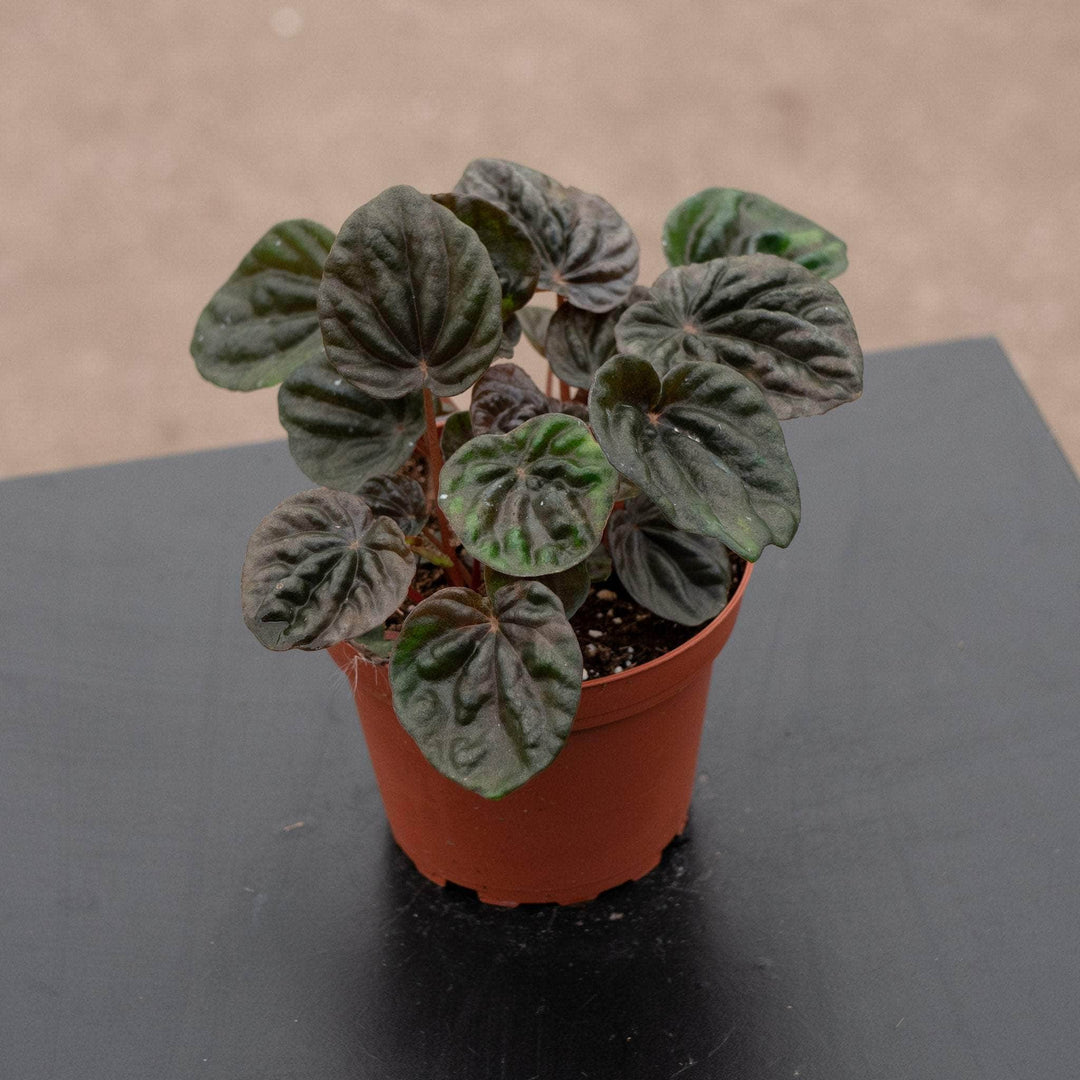 Gabriella Plants Peperomia 4" Peperomia 'Chocolate'