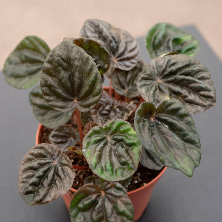 Gabriella Plants Peperomia 4" Peperomia 'Chocolate'