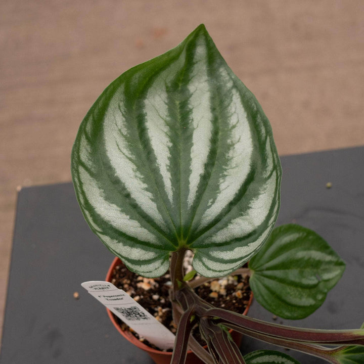 Gabriella Plants Peperomia 4" Peperomia 'Ecuador'