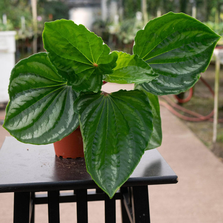 Gabriella Plants Peperomia 4" Peperomia 'Ecuador'