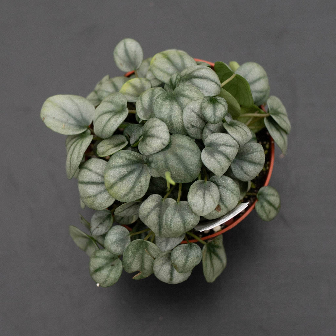 Gabriella Plants Peperomia 4" Peperomia 'Little Toscani'