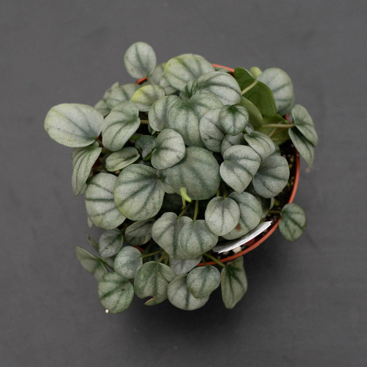 Gabriella Plants Peperomia 4" Peperomia 'Little Toscani'