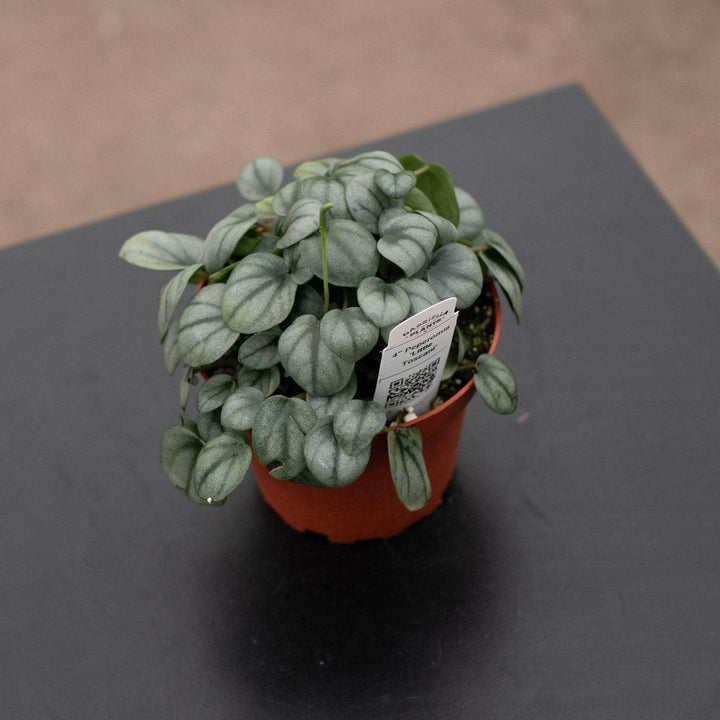 Gabriella Plants Peperomia 4" Peperomia 'Little Toscani'