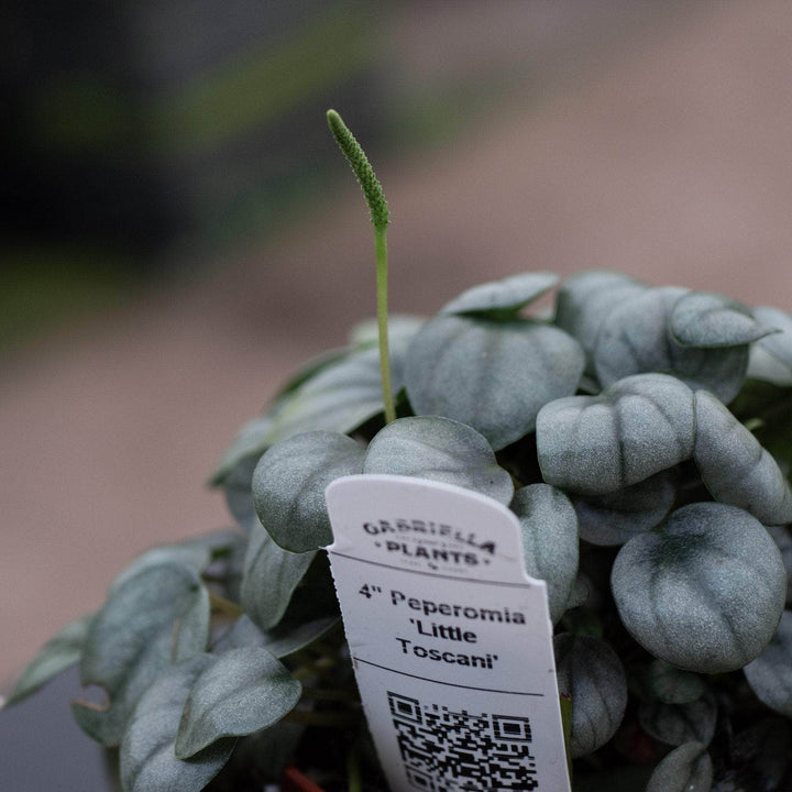 Gabriella Plants Peperomia 4" Peperomia 'Little Toscani'