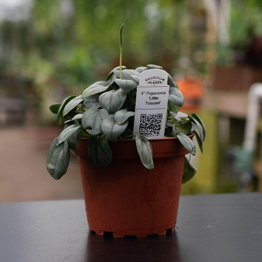 Gabriella Plants Peperomia 4" Peperomia 'Little Toscani'