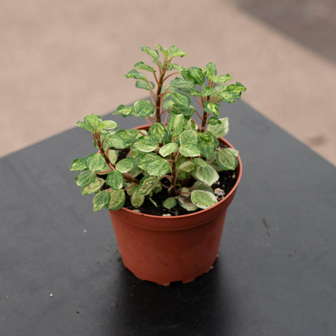 Gabriella Plants Peperomia 4" Peperomia meridana 'Variegated Pixie'