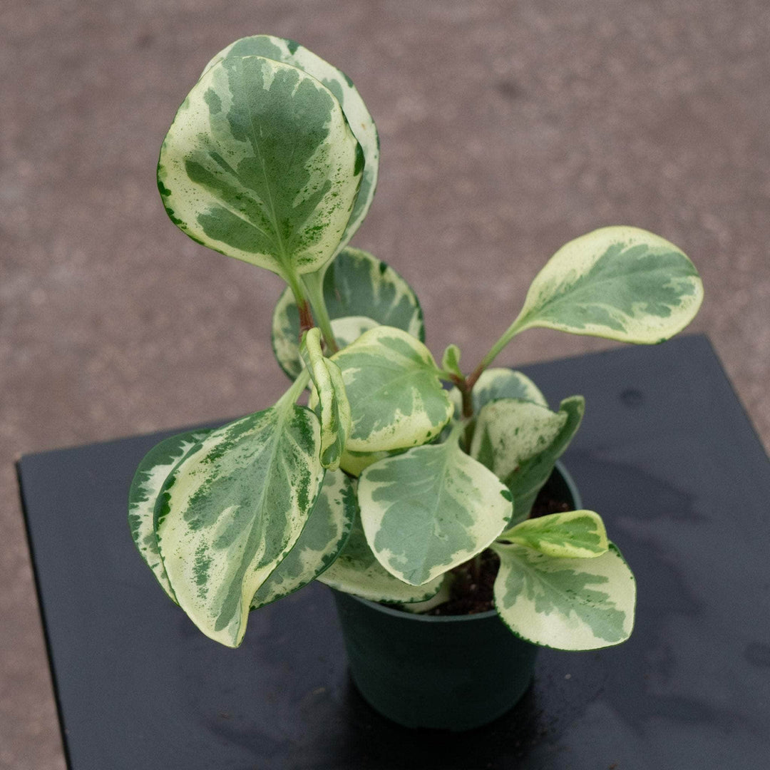 Gabriella Plants Peperomia 4" Peperomia obtusifolia 'Golden Gate'