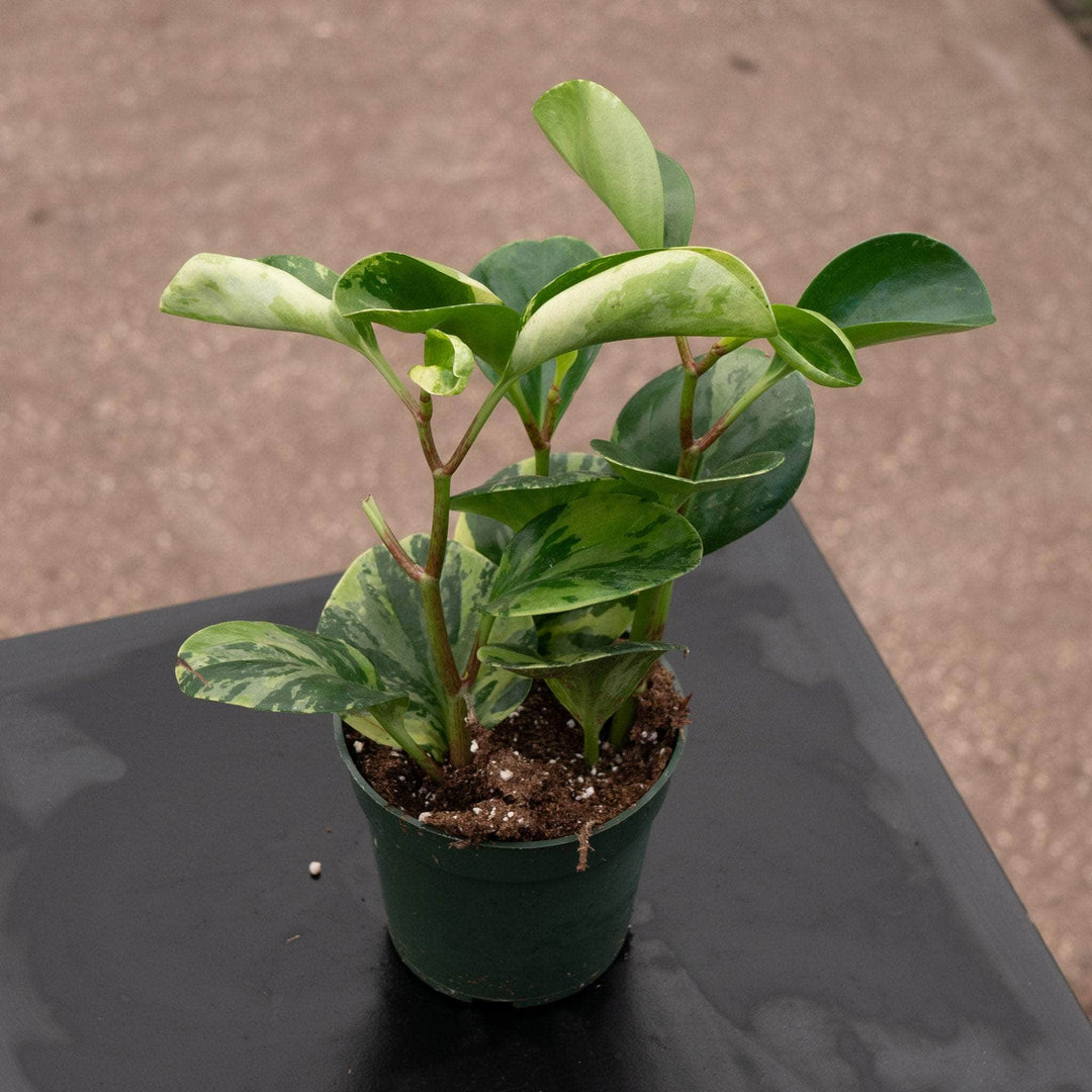 Gabriella Plants Peperomia 4" Peperomia obtusifolia 'Marble'