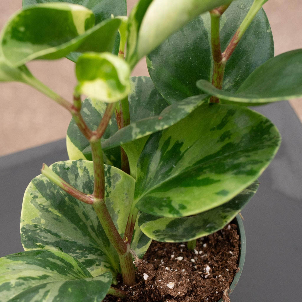 Gabriella Plants Peperomia 4" Peperomia obtusifolia 'Marble'