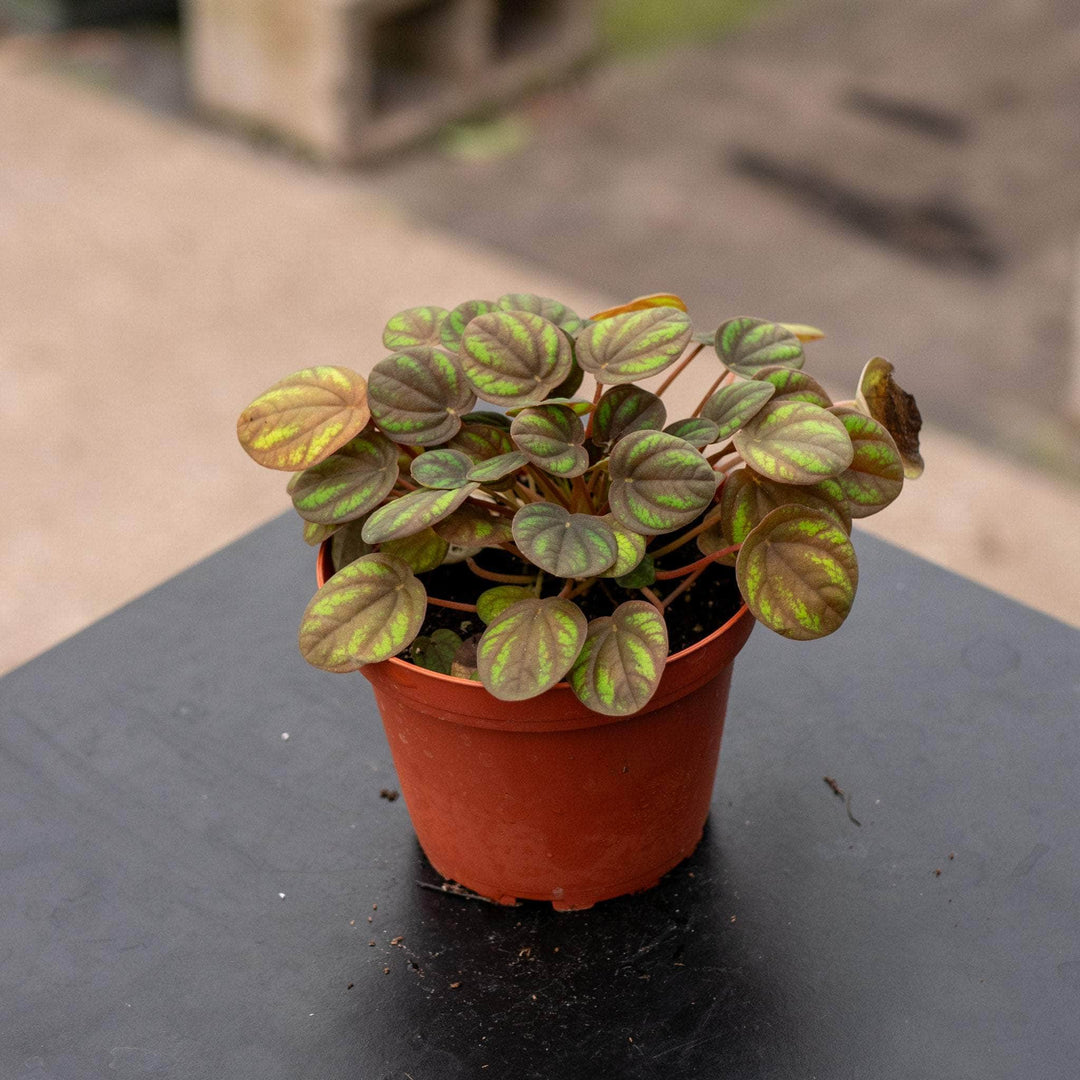 Gabriella Plants Peperomia 4" Peperomia 'Peppermill'