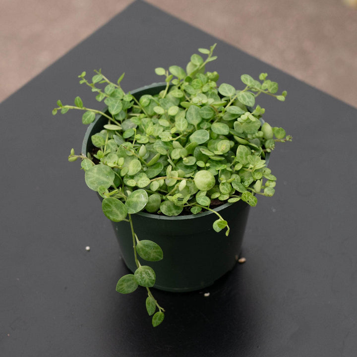 Gabriella Plants Peperomia 4” Peperomia prostrata "String of Turtles"