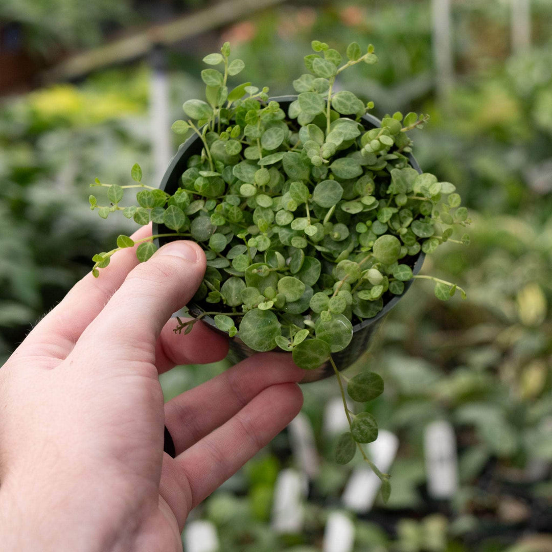 Gabriella Plants Peperomia Peperomia prostrata "String of Turtles"