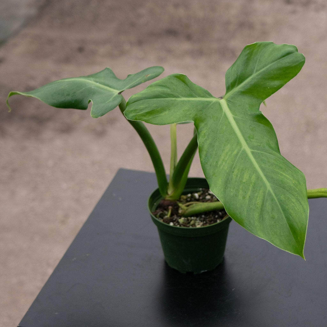 Gabriella Plants Philodendron 4" Philodendron barrosoanum