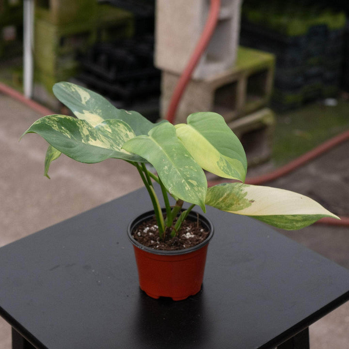 Gabriella Plants Philodendron 3" Philodendron bipennifolium variegated