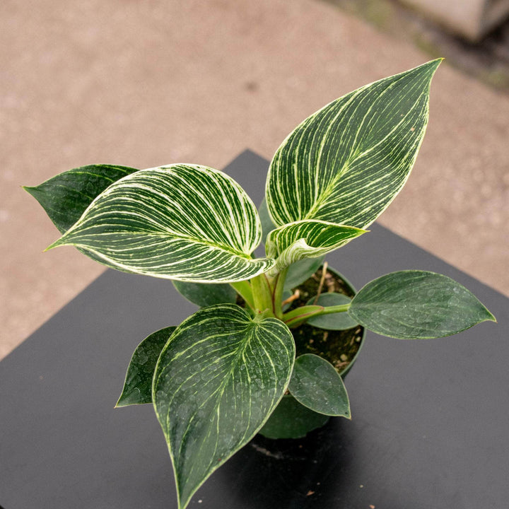 Gabriella Plants Philodendron 4" Philodendron 'Birkin'