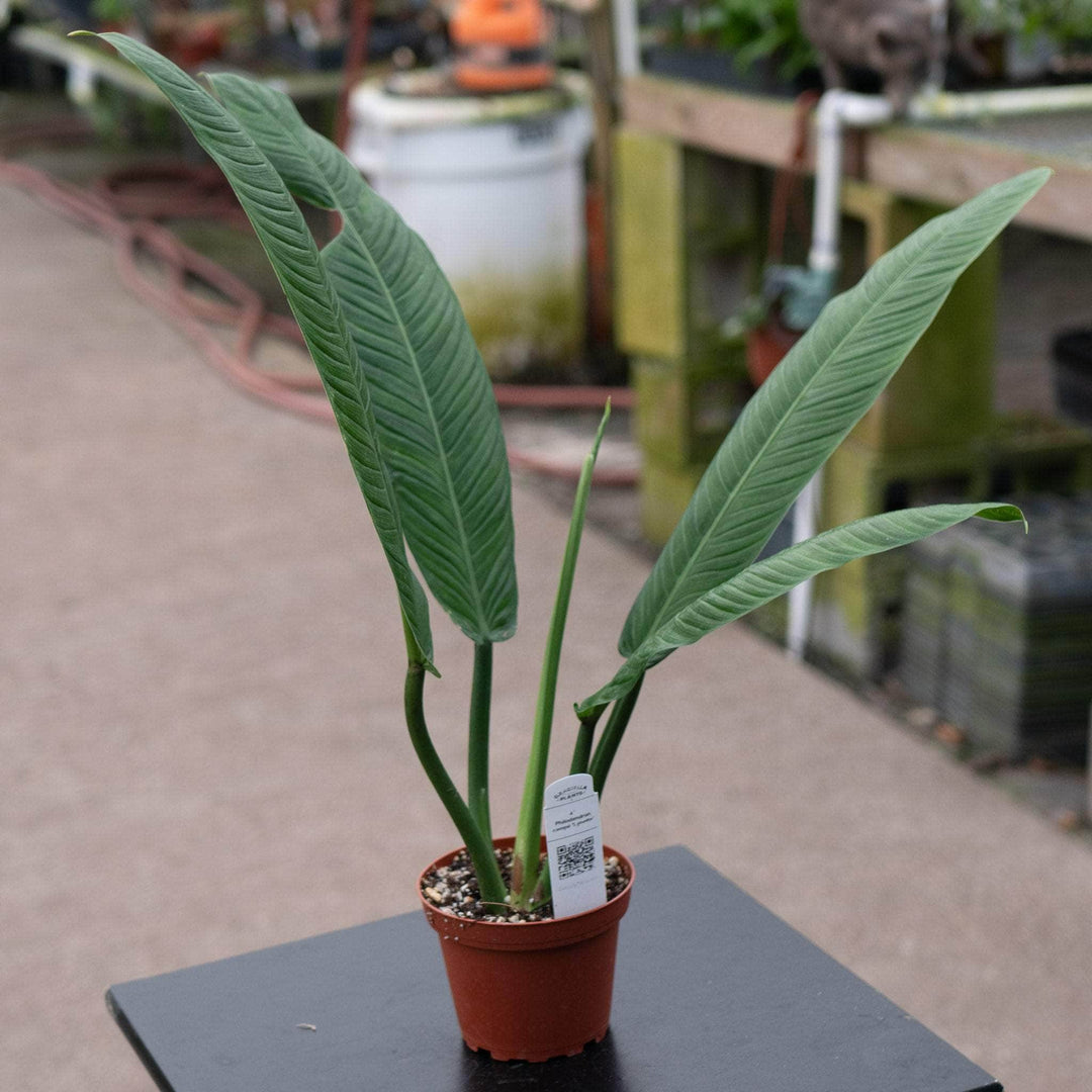 Gabriella Plants Philodendron 4" Philodendron campii 'Lynette'