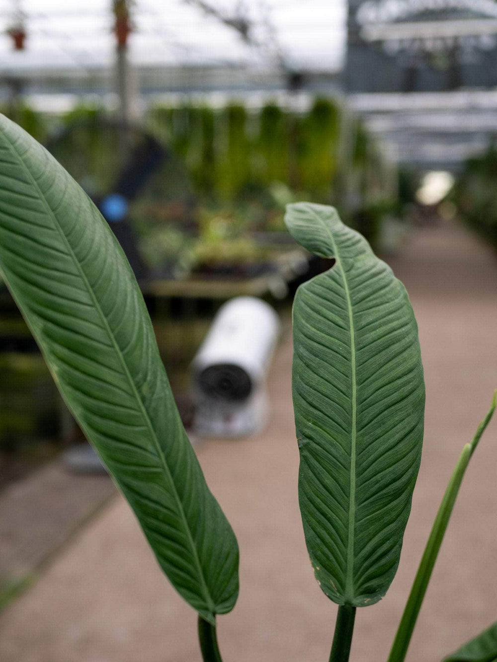 Gabriella Plants Philodendron 4" Philodendron campii 'Lynette'