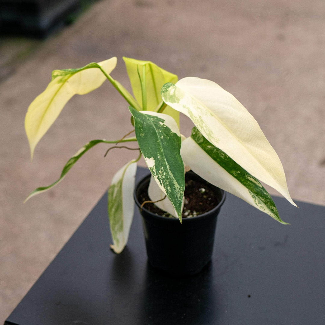 Gabriella Plants Philodendron 4" Philodendron domesticum variegated