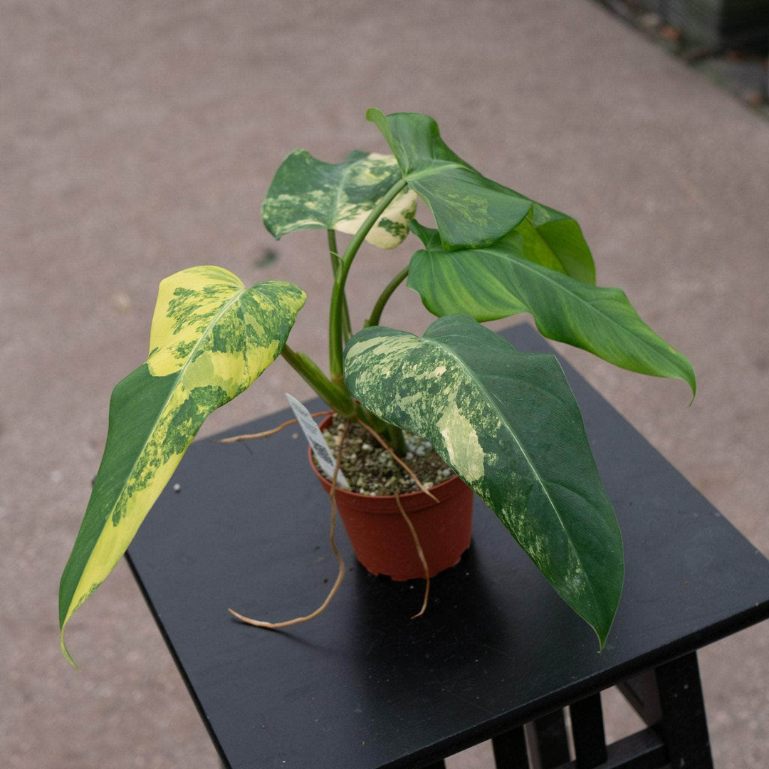 Gabriella Plants Philodendron 4" Philodendron domesticum variegated