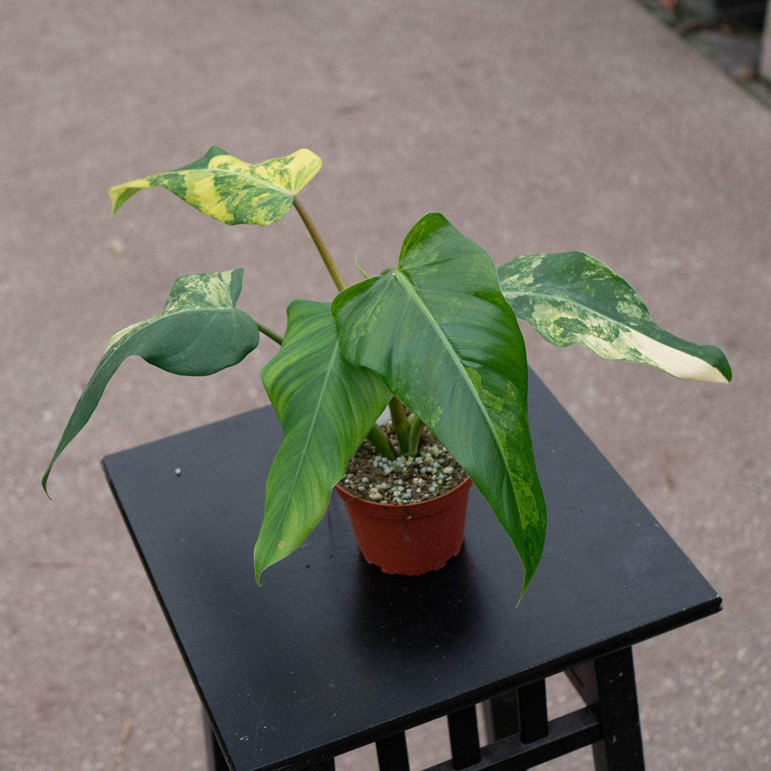 Gabriella Plants Philodendron 4" Philodendron domesticum variegated