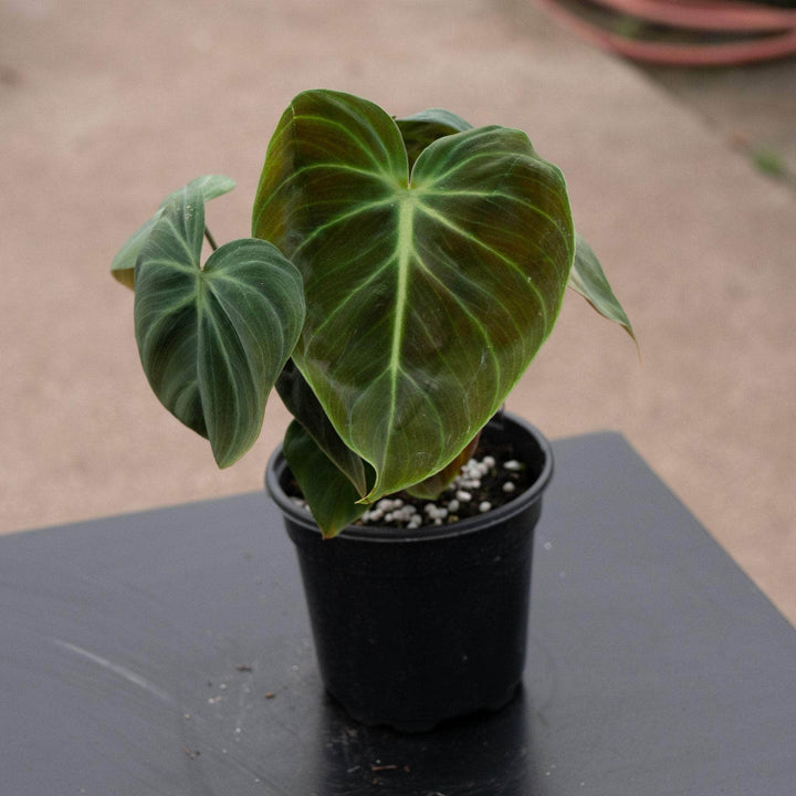 Gabriella Plants Philodendron 4" Philodendron 'El Choco Red'