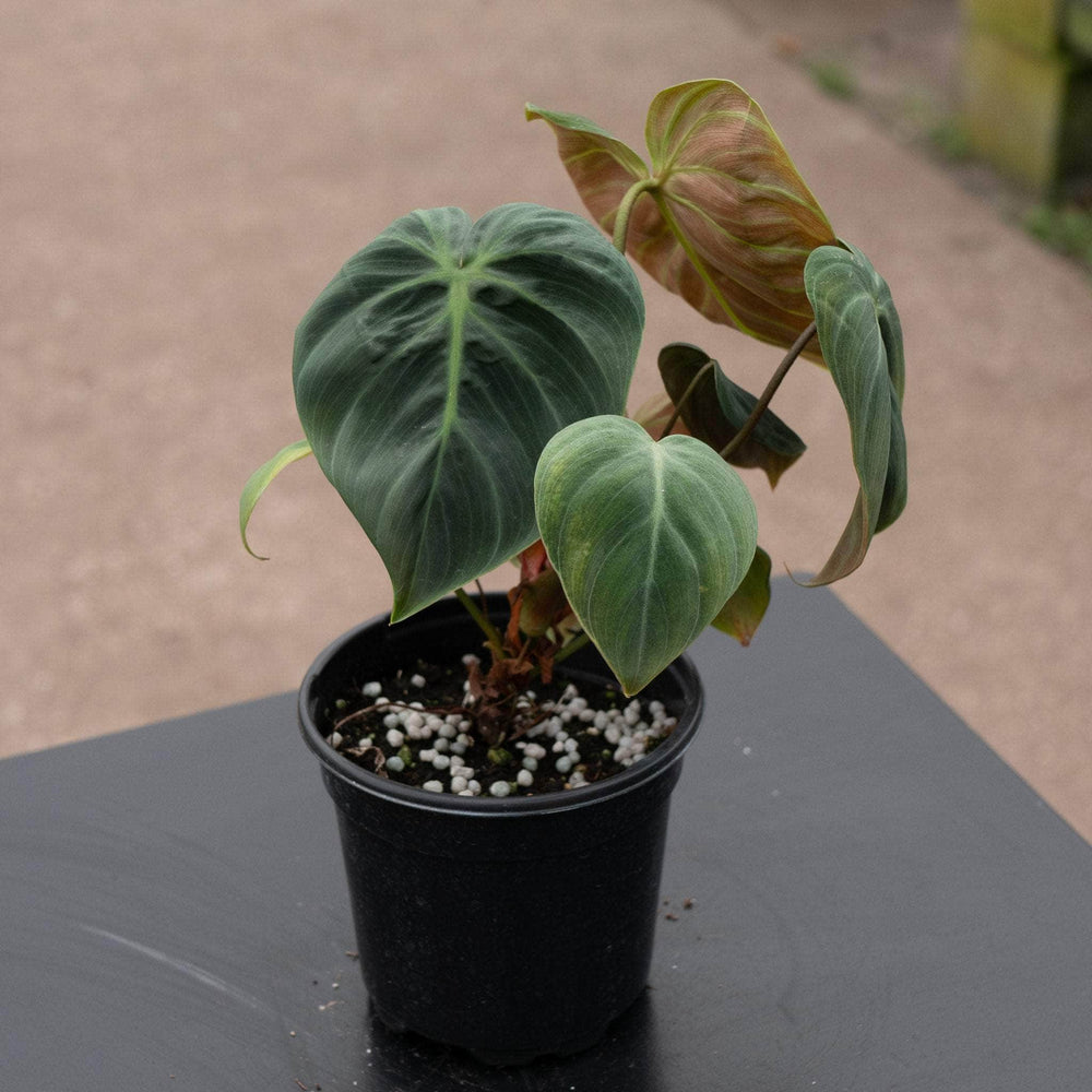 Gabriella Plants Philodendron 4" Philodendron 'El Choco Red'