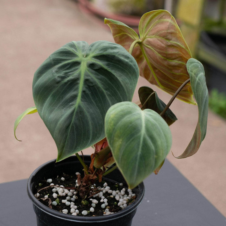 Gabriella Plants Philodendron 4" Philodendron 'El Choco Red'