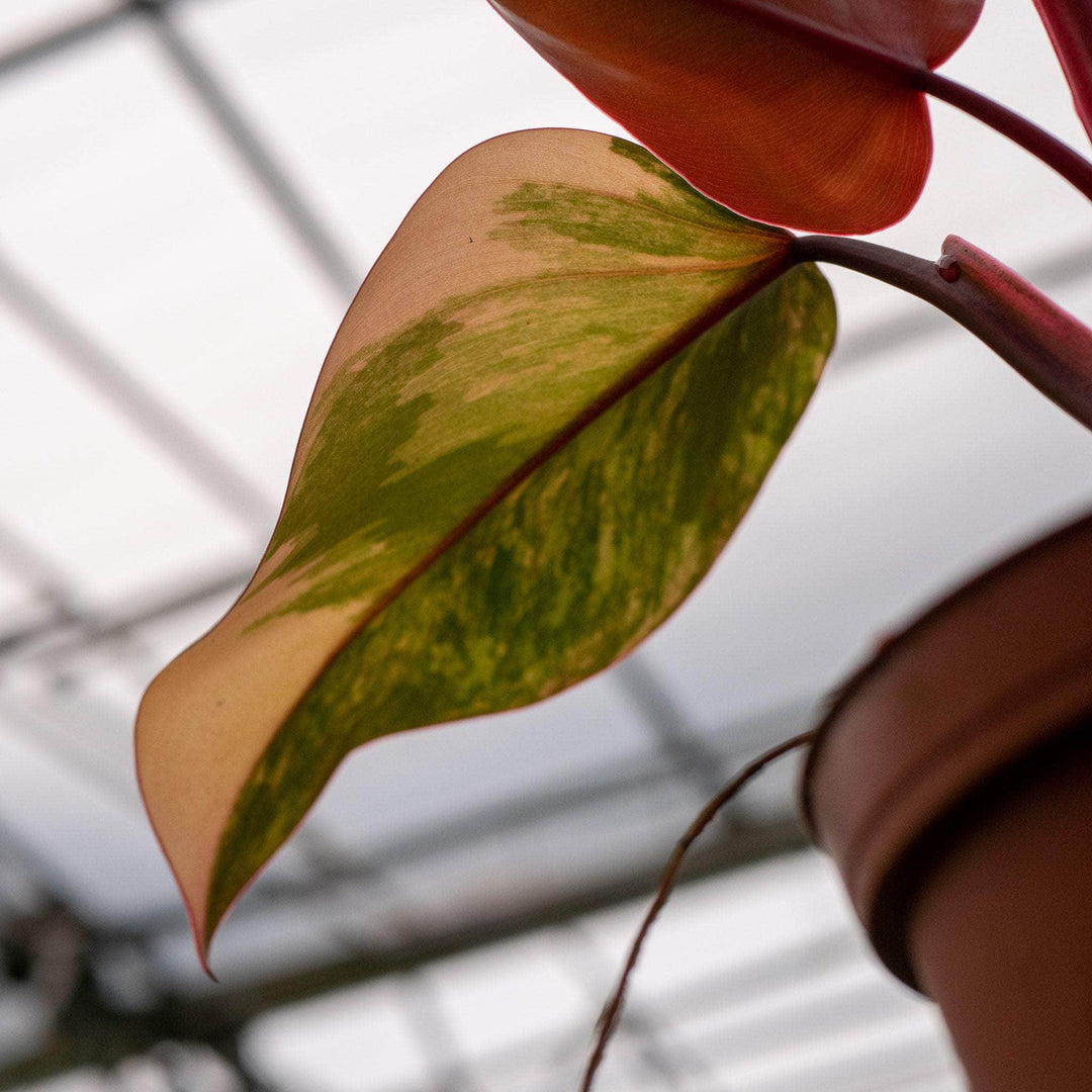 Gabriella Plants Philodendron 4" Philodendron erubescens 'Strawberry Shake'