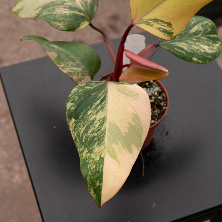 Gabriella Plants Philodendron 4" Philodendron erubescens 'Strawberry Shake'