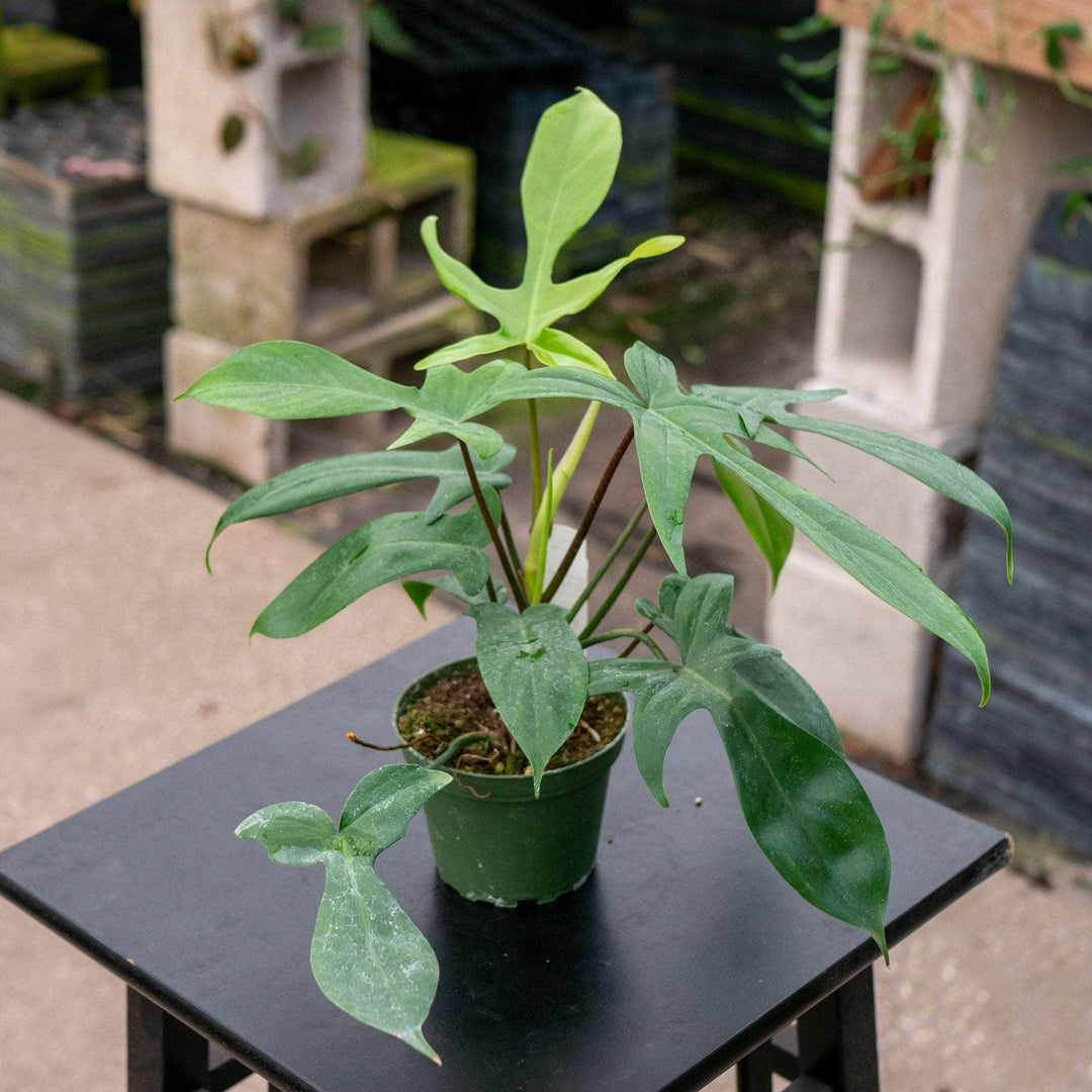 Gabriella Plants Philodendron 4" Philodendron 'Florida'