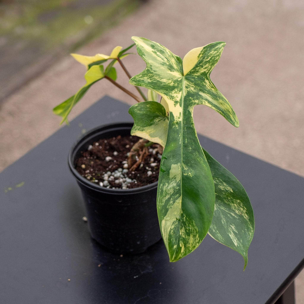 Gabriella Plants Philodendron Hybrid 4" Philodendron 'Florida Beauty'