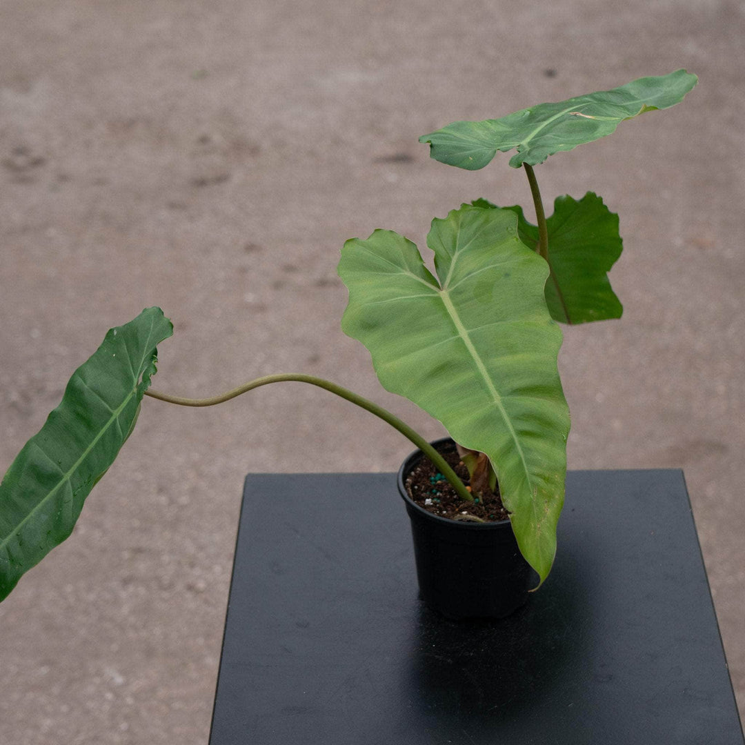 Gabriella Plants Philodendron Hybrid 4" Philodendron 'Florida' x billietiae