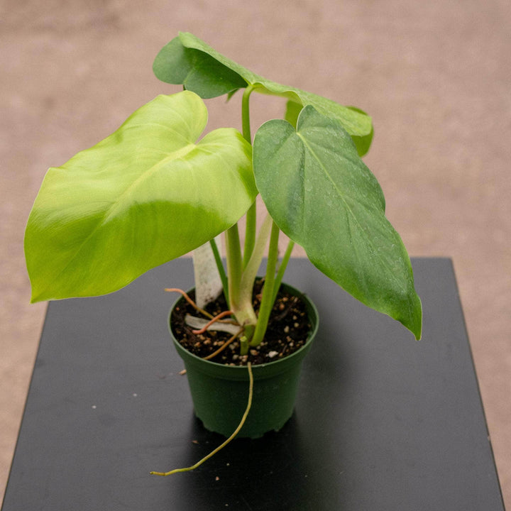 Gabriella Plants Philodendron 4" Philodendron giganteum