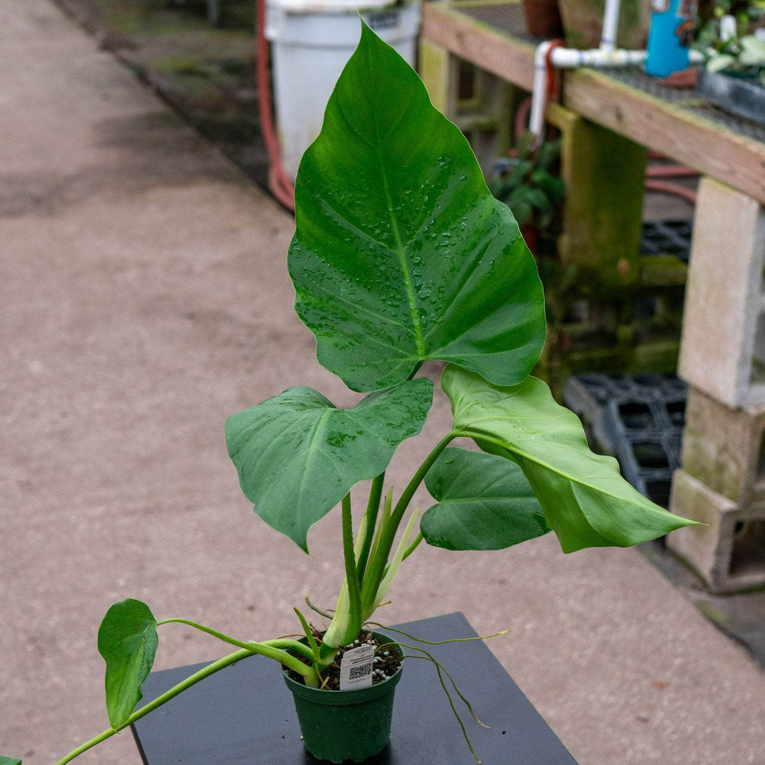 Gabriella Plants Philodendron 4" Philodendron giganteum