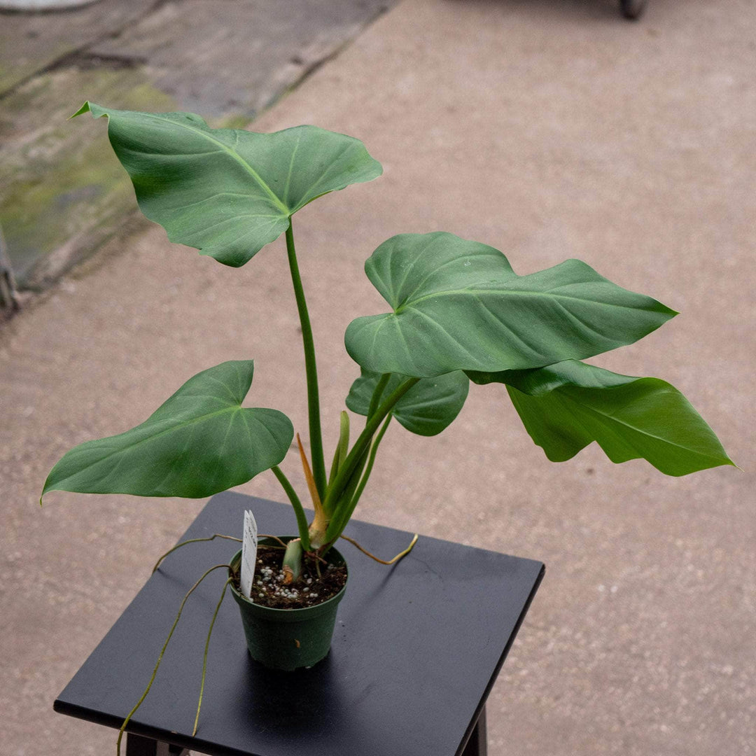 Gabriella Plants Philodendron 4" Philodendron giganteum