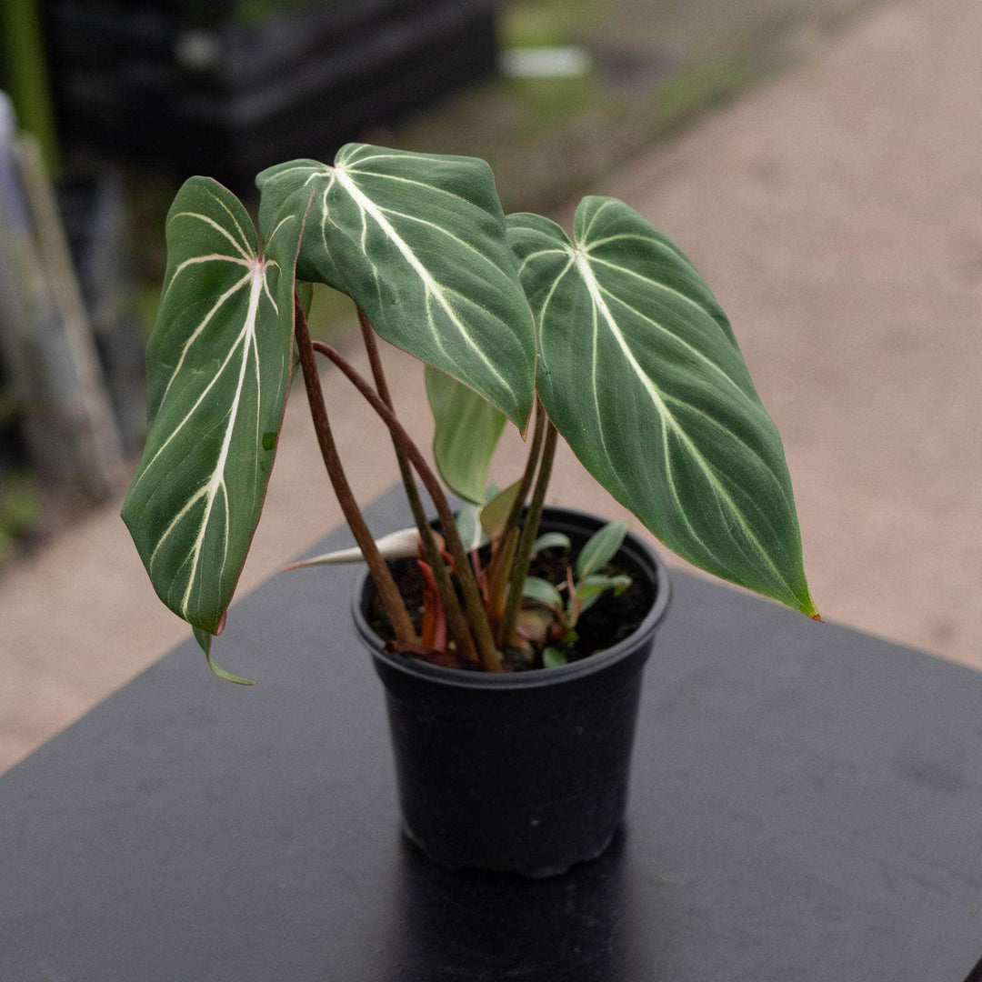 Gabriella Plants Philodendron 4" Philodendron gloriosum