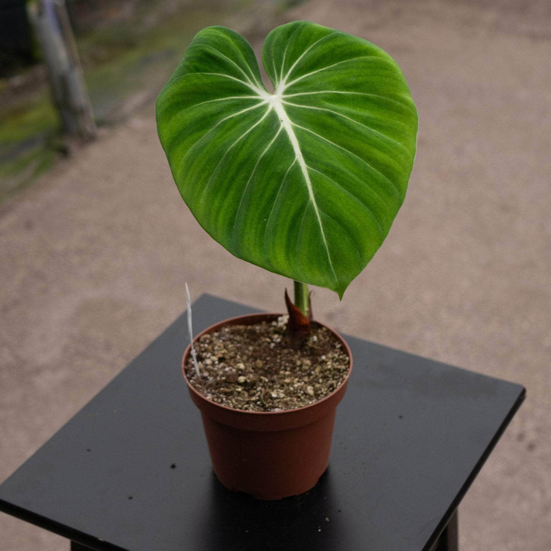 Gabriella Plants Philodendron 5" Philodendron gloriosum 'Verde'