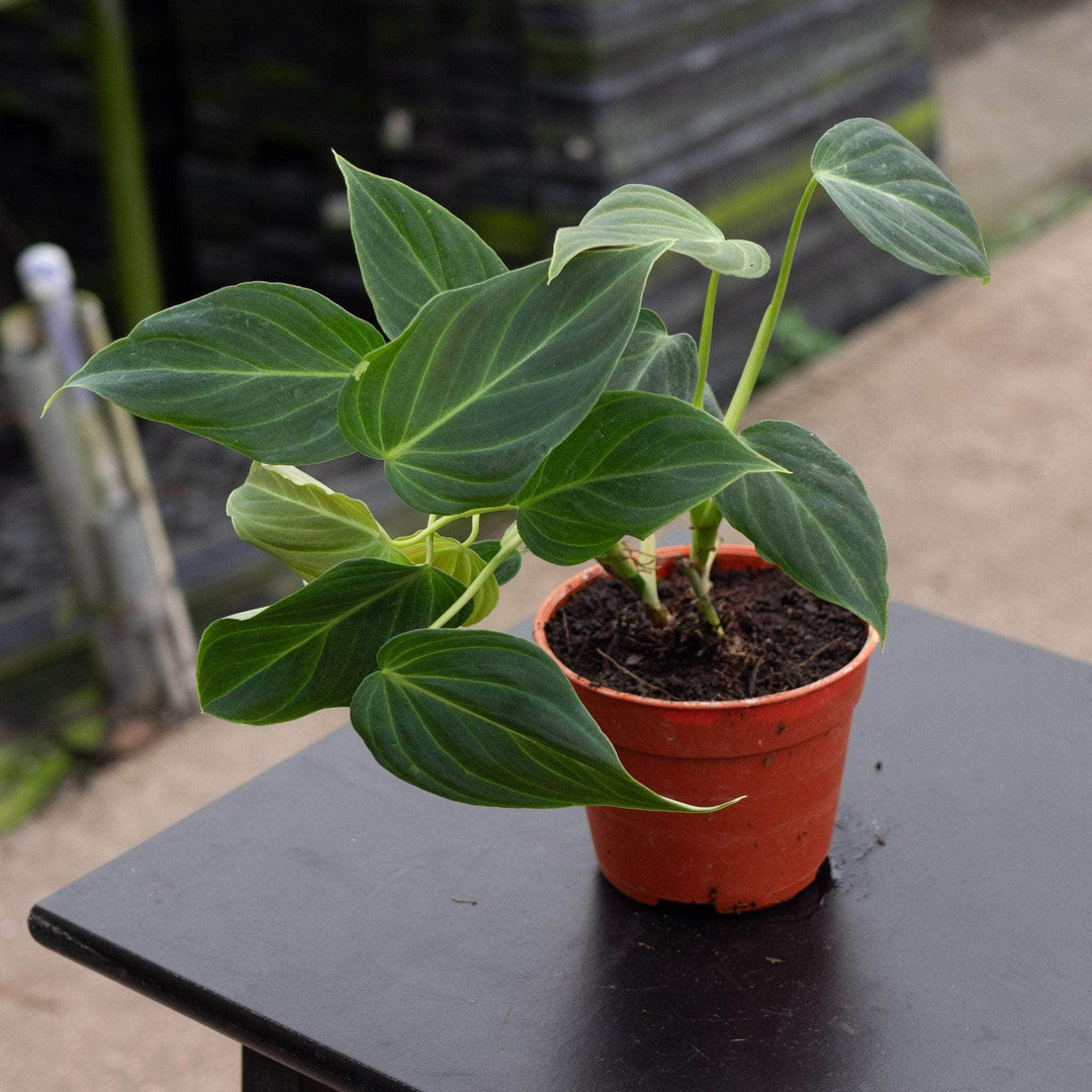 Gabriella Plants Philodendron Hybrid 4" Philodendron 'Glorious'