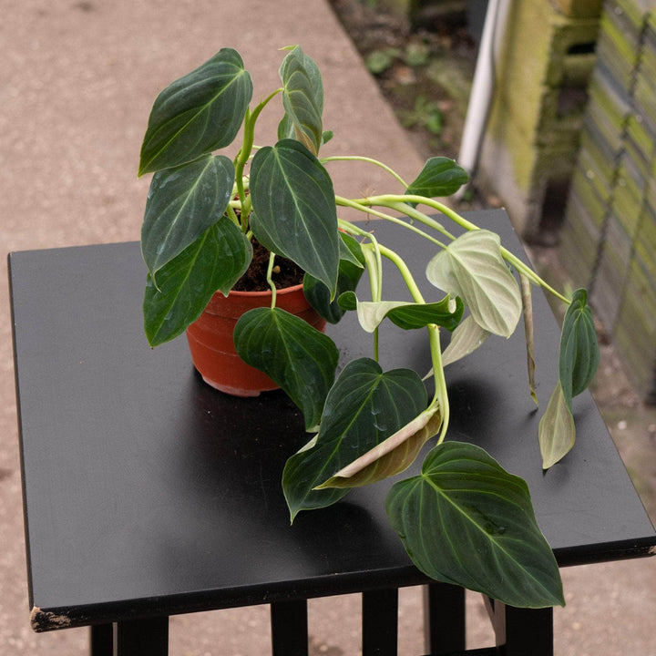 Gabriella Plants Philodendron Hybrid 4" Philodendron 'Glorious'