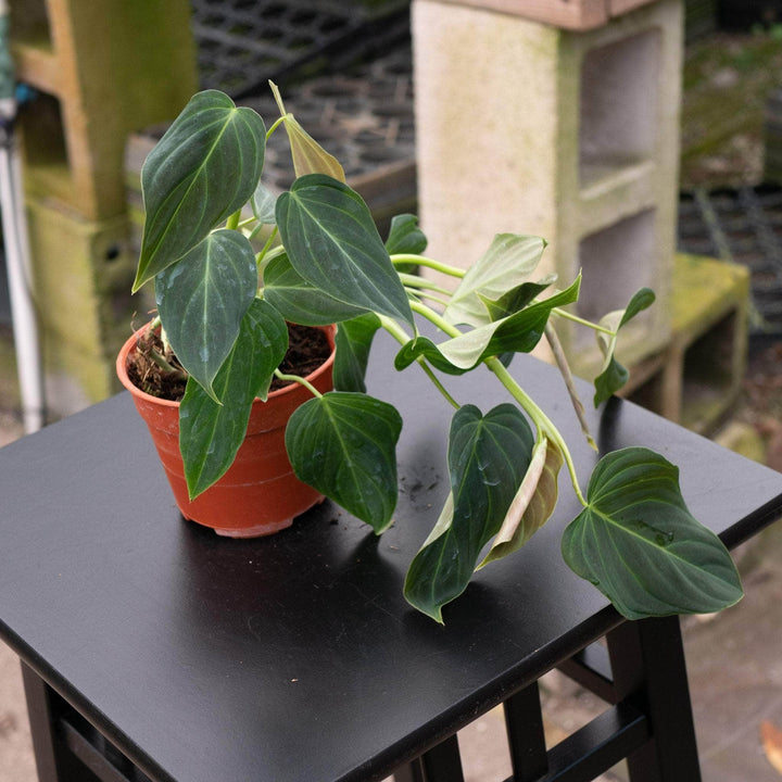 Gabriella Plants Philodendron Hybrid 4" Philodendron 'Glorious'